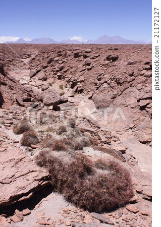 South America Chilean northern Atacama Highland cactus grew up in a valley formed in a dry land and summer Andean in the distance South America Chilean northern Atacama Highland cactus grew up in a valley formed in a dry land and summer Andean in the distance 21172127