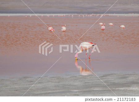 Single flamingo feeding at a lake in Bolivia 21172183