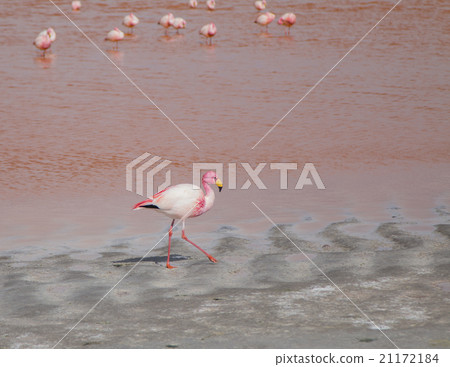 Single flamingo feeding at a lake in Bolivia Single flamingo feeding at a lake in Bolivia 21172184