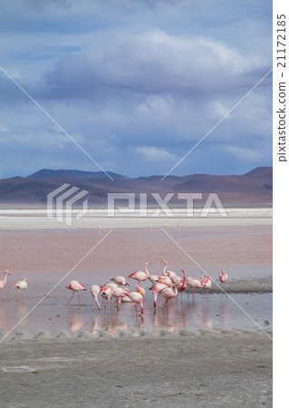 Group of flamingos feeding in a lake in Bolivia 21172185