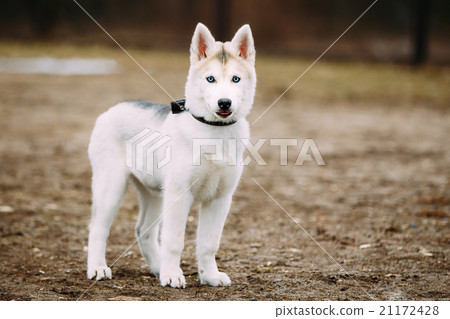 Young Funny White Husky Puppy Dog With Blue Eyes Young Funny White Husky Puppy Dog With Blue Eyes 21172428