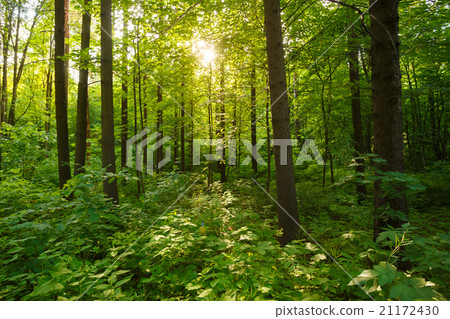Spring Summer Sun Shining Through Canopy Of Tall Spring Summer Sun Shining Through Canopy Of Tall 21172430