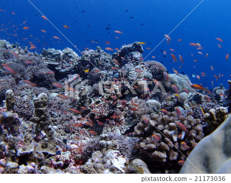 Palauan珊瑚礁桃紅色和橙色熱帶魚 Palauan珊瑚礁桃紅色和橙色熱帶魚 21173036
