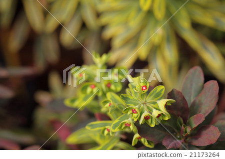 Golden Rainbow · Euphorbia Flower 21173264