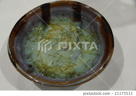 白魚魚 21173511