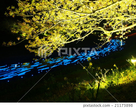 Night cherry ☆ Shooting star 21173898