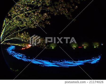 Night cherry ☆ Shooting star 21174026