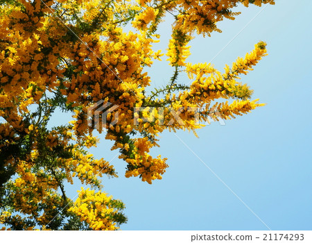 Ginkgo acacia 21174293