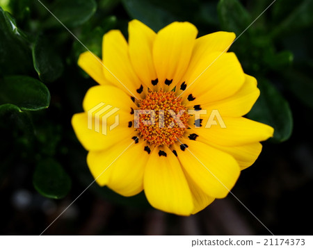 勳章菊屬 21174373