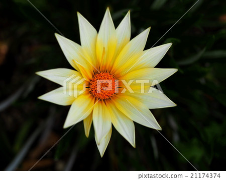 勳章菊屬 21174374