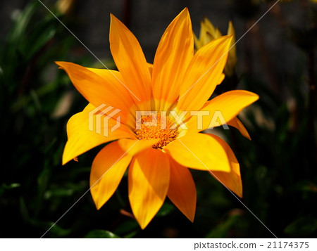 Gazania 21174375