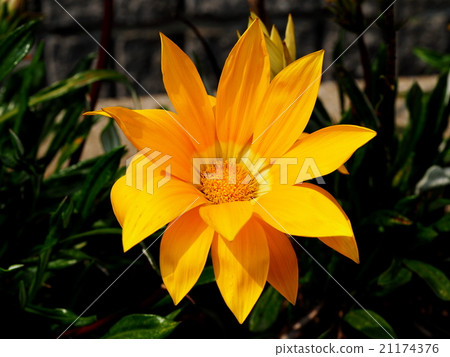 勳章菊屬 21174376