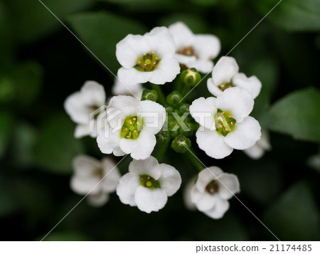 Alyssum 21174485