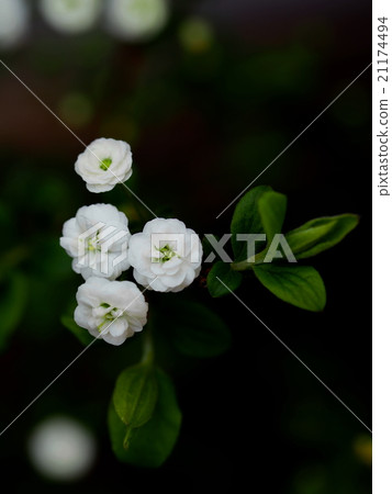 Pullnifolia 21174494