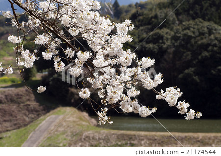Meisei cherry tree in Imari city Meisei cherry tree in Imari city 21174544