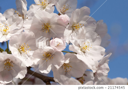 Cherry blossoms Yoshino cherry tree Cherry blossoms Yoshino cherry tree 21174545