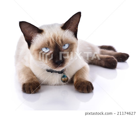 Beautiful cat on white background 21174627