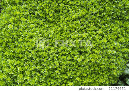 墨西哥Mannungsa 21174651