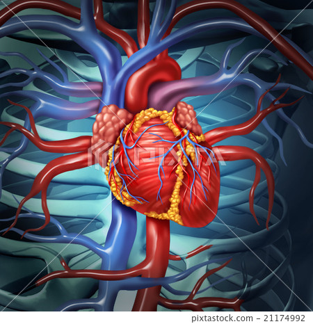 Cardiovascular Human Heart 21174992