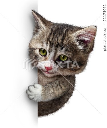 Cat With Blank Card 21175031