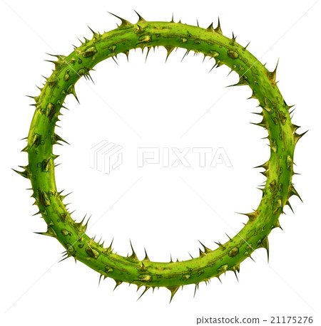 Crown Of Thorns 21175276