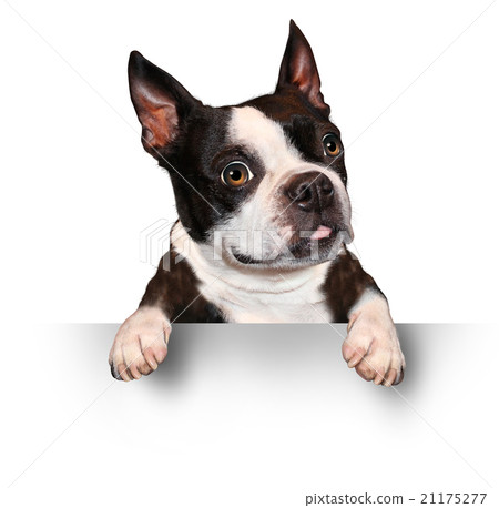 Cute Dog Holding A Blank Sign Cute Dog Holding A Blank Sign 21175277
