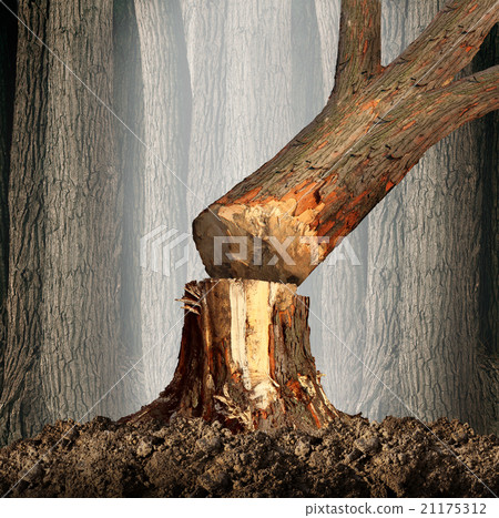 Deforestation Deforestation 21175312