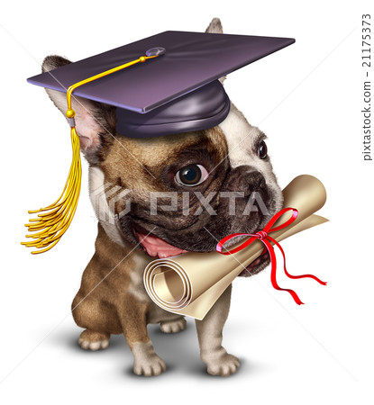 Dog Training Dog Training 21175373