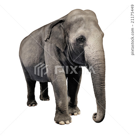 Elephant 21175449