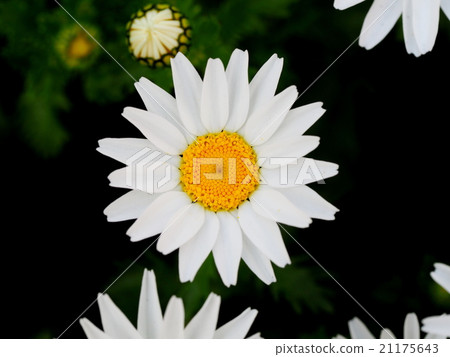 North pole North pole 21175643