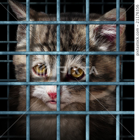 Pet Adoption Pet Adoption 21176356