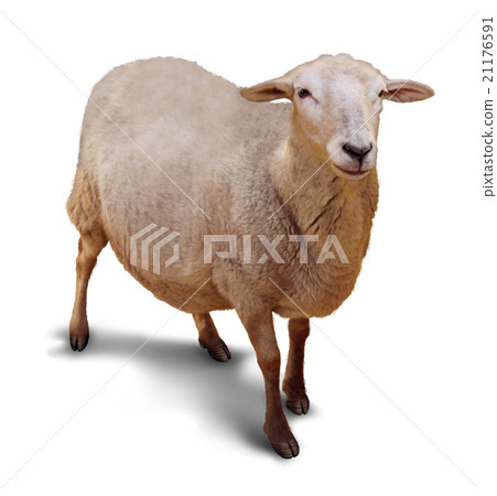 Sheep Isolated 21176591