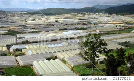 Dalat flower village, Vietnam, agriculture Dalat flower village, Vietnam, agriculture 21177031