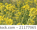 Rape blossoms 21177065
