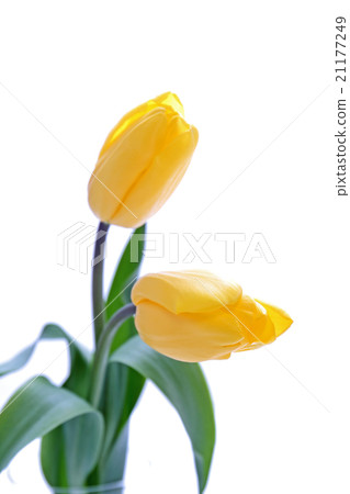 Yellow tulips Yellow tulips 21177249