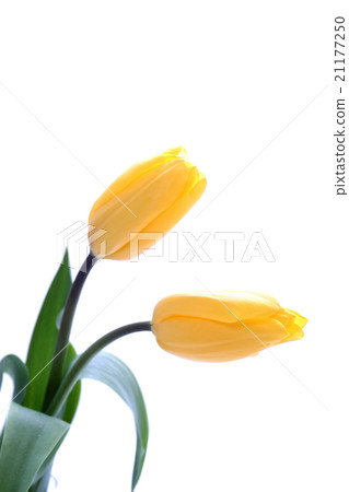 Yellow tulips 21177250