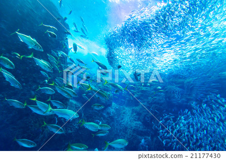 aquarium, fish, fishes 21177430