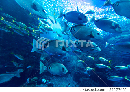 水族館 魚 奇異 21177431