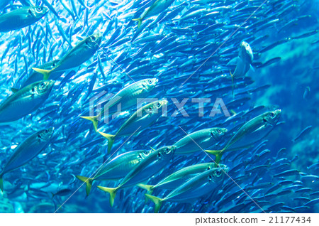 aquarium, fish, fishes 21177434