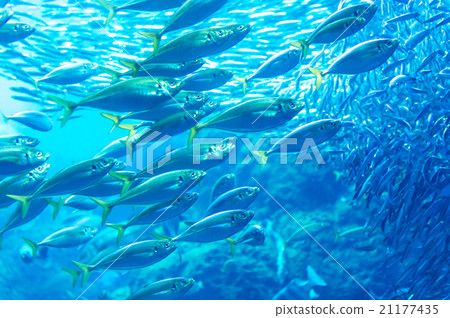 水族館 魚 奇異 21177435