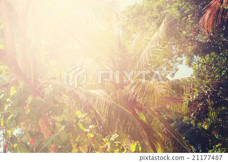 Tropical Trees Palms Leaves Forest Heat Sunlight 21177487