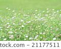 Spring Flower Field 21177511