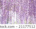 Wisteria trellis 21177512