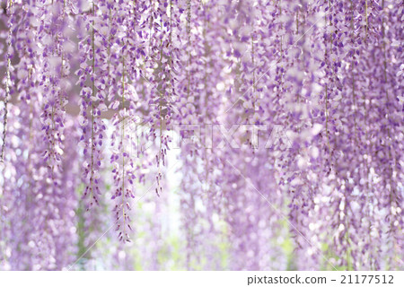 Wisteria trellis Wisteria trellis 21177512