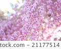 Pink Fuji 21177514