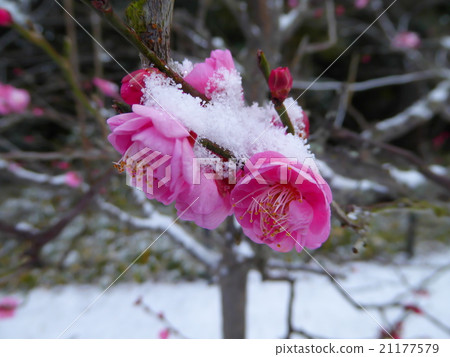 Snow plum flowers 21177579