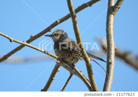 Bulbul 21177623