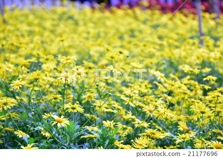 yellow flower house yellow flower house 21177696