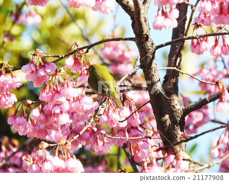 Meiro likes sweet nectar, and also lives in satoyama and urban areas around flowers such as garden trees and street trees. For that reason people Meiro likes sweet nectar, and also lives in satoyama and urban areas around flowers such as garden trees and street trees. For that reason people 21177908