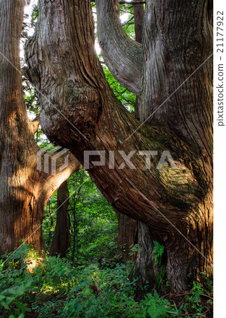 Yamagata Prefecture Fantasy Forest Yamagata Prefecture Fantasy Forest 21177922